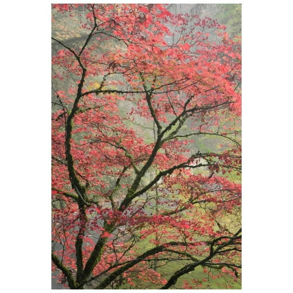 Marmont Hill "Red Zen" Painting Print on Canvas