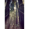 thumbnail image 1 of Marmont Hill "Redwoods Hike" by Robert Dickinson Painting Print on Canvas, 1 of 7