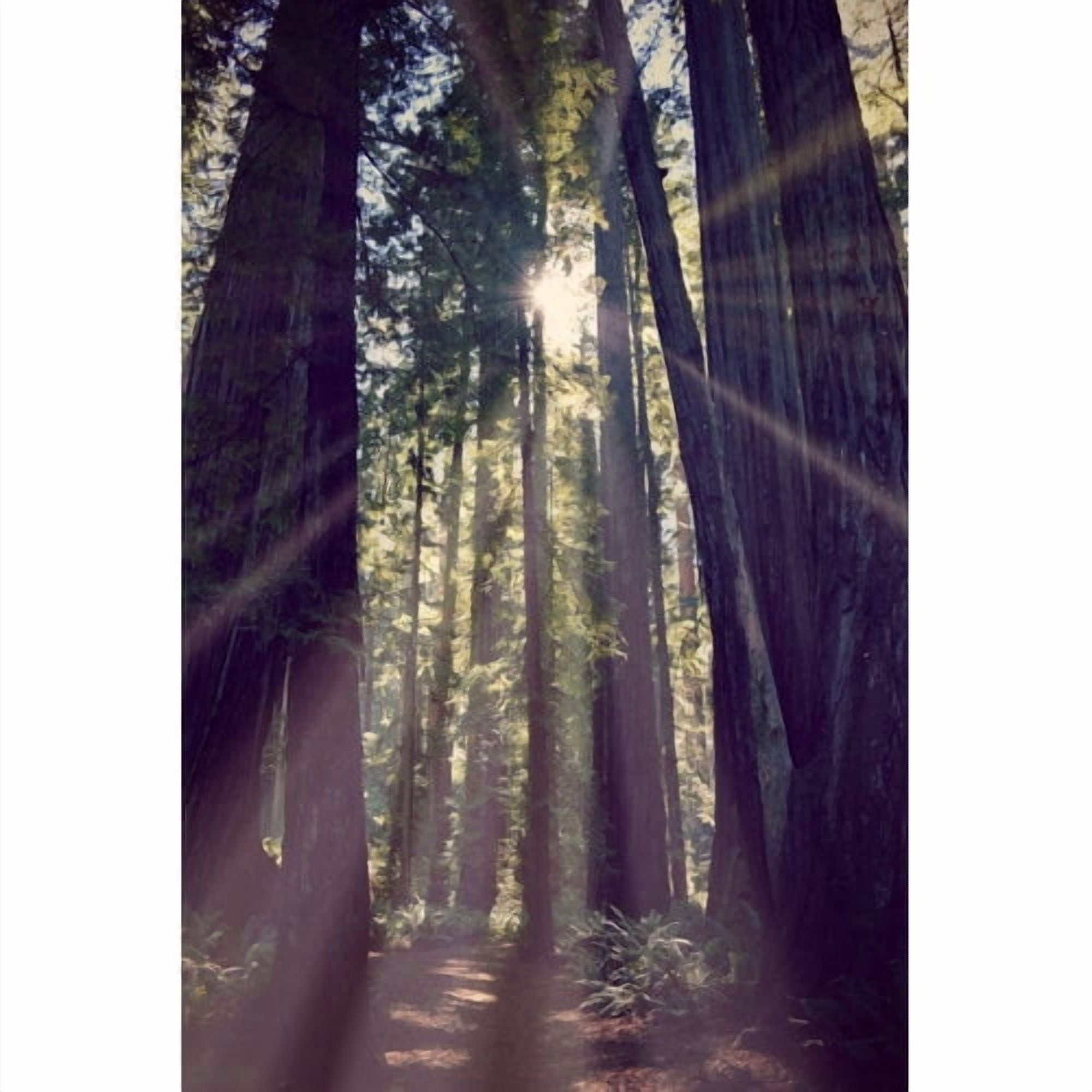 Marmont Hill "Redwoods Hike" by Robert Dickinson Painting Print on Canvas
