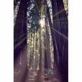 thumbnail image 1 of Marmont Hill "Redwoods Hike" by Robert Dickinson Painting Print on Canvas, 1 of 7