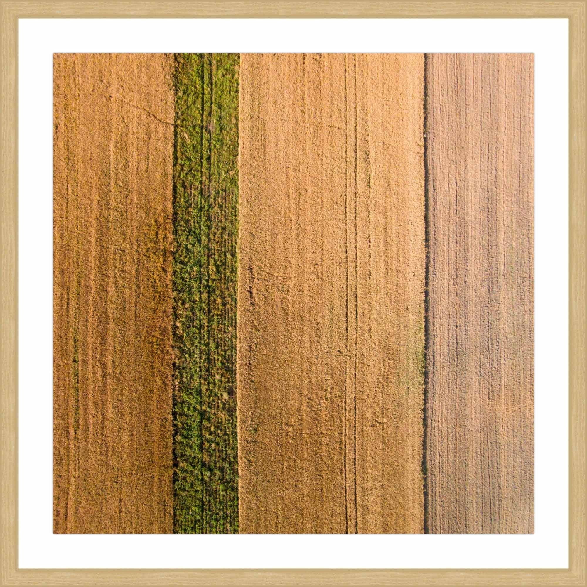 Marmont Hill "Seeded Land" by Karolis Janulis Framed Painting Print