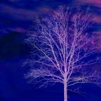 Marmont Hill "Sparkle" by Robert Dickinson Painting Print on Canvas