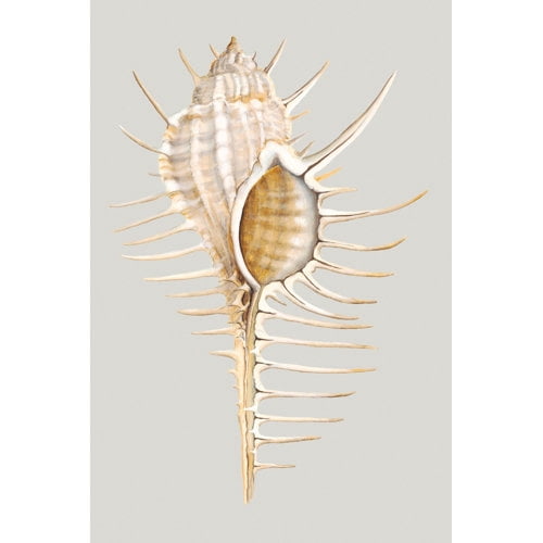 Marmont Hill "Spiny Murex" Painting Print on Wrapped Canvas