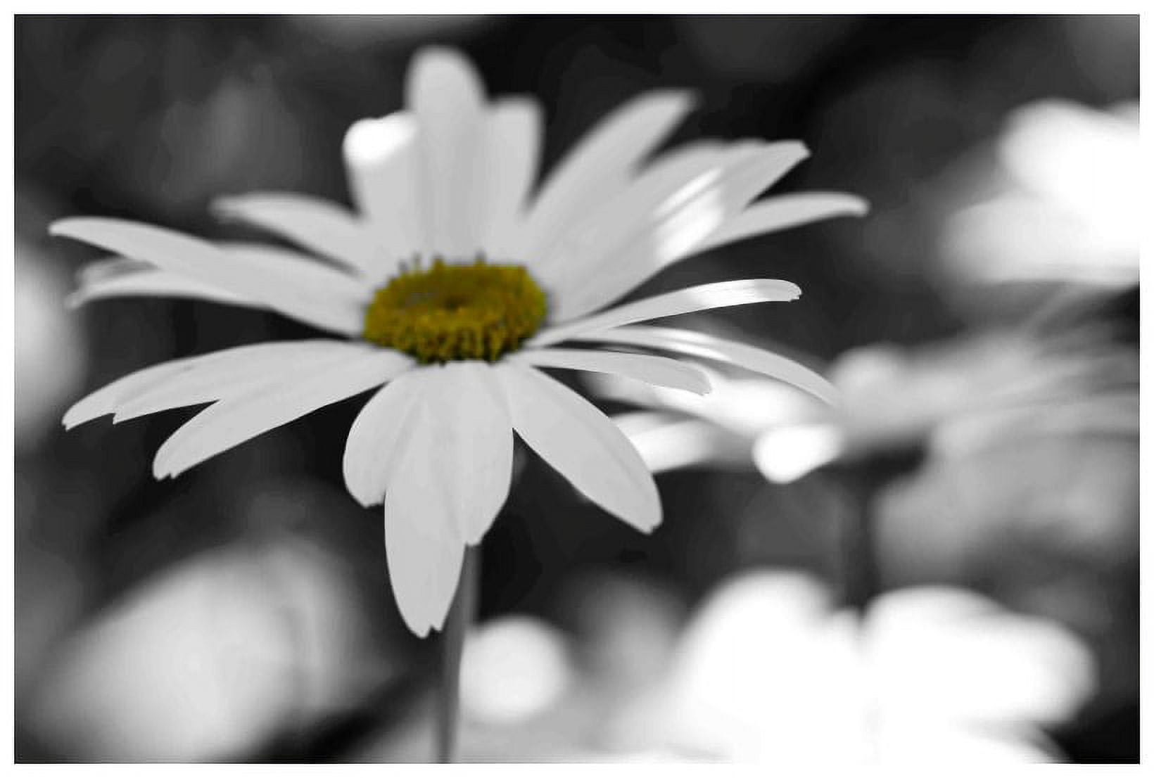 Marmont Hill "Sun Speckled Daisy" Painting Print on Canvas