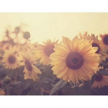 Marmont Hill "Sunflower September" Painting Print on Wrapped Canvas