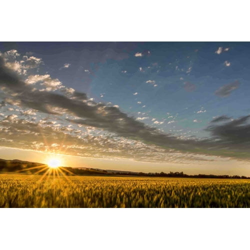 Marmont Hill "Sunset over the Golden Meadow" Painting Print on Canvas