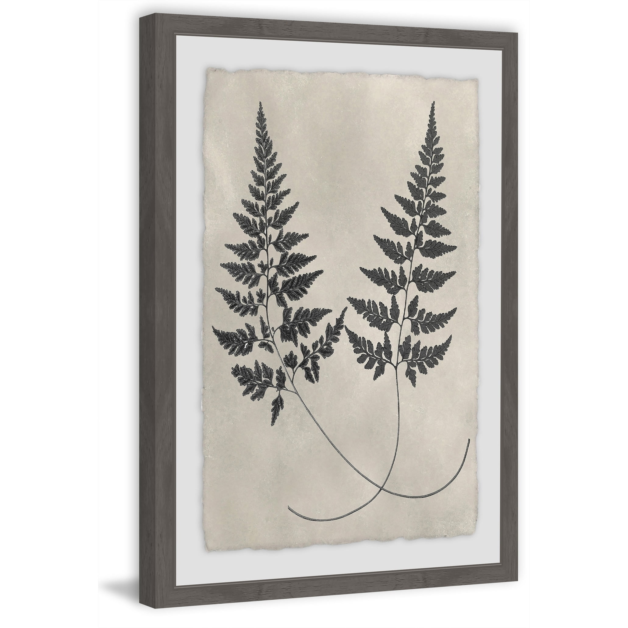 Vintage Fern Study Black and Gray Canvas Print, 12 x 18