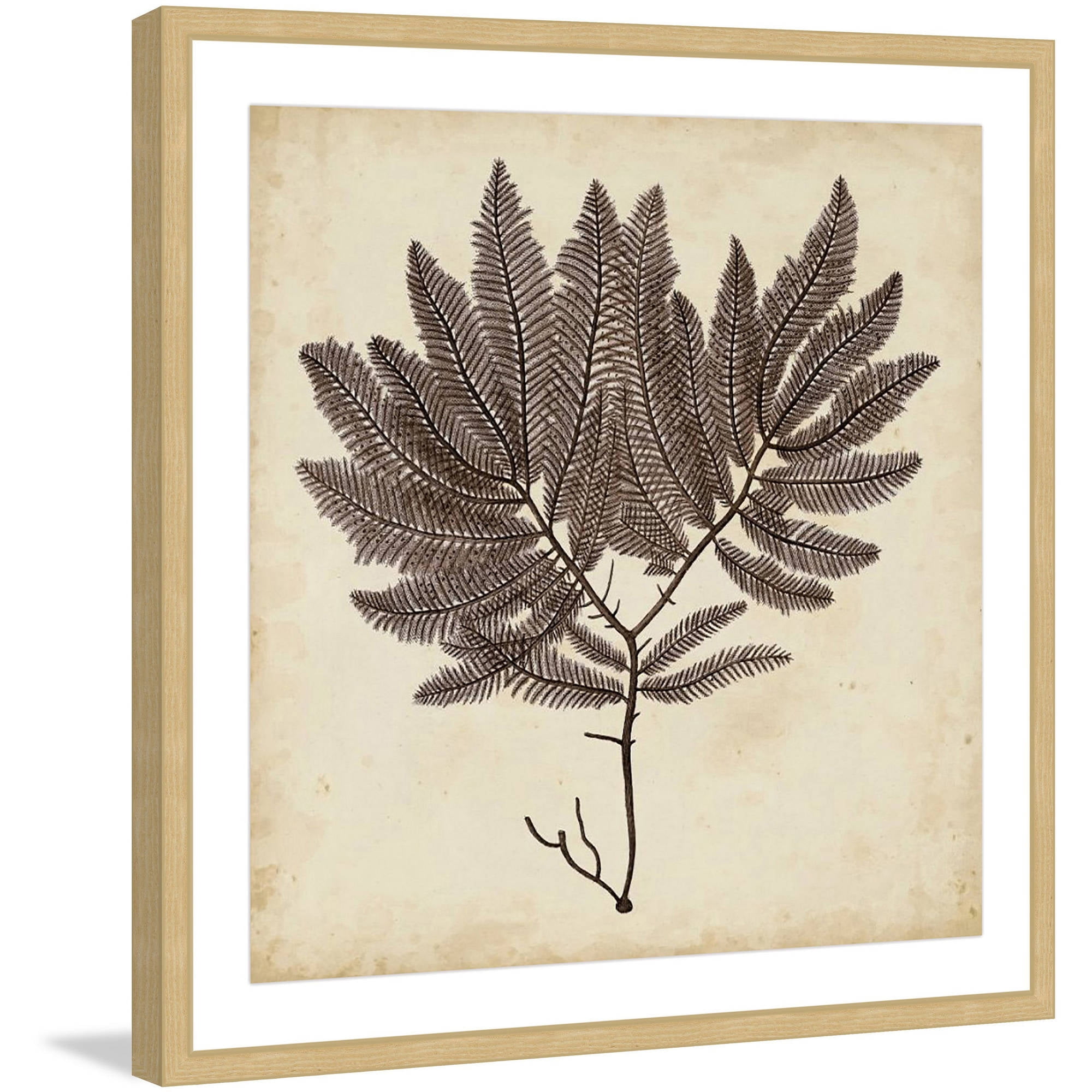 Marmont Hill "Vintage Seaweed II" Framed Painting Print