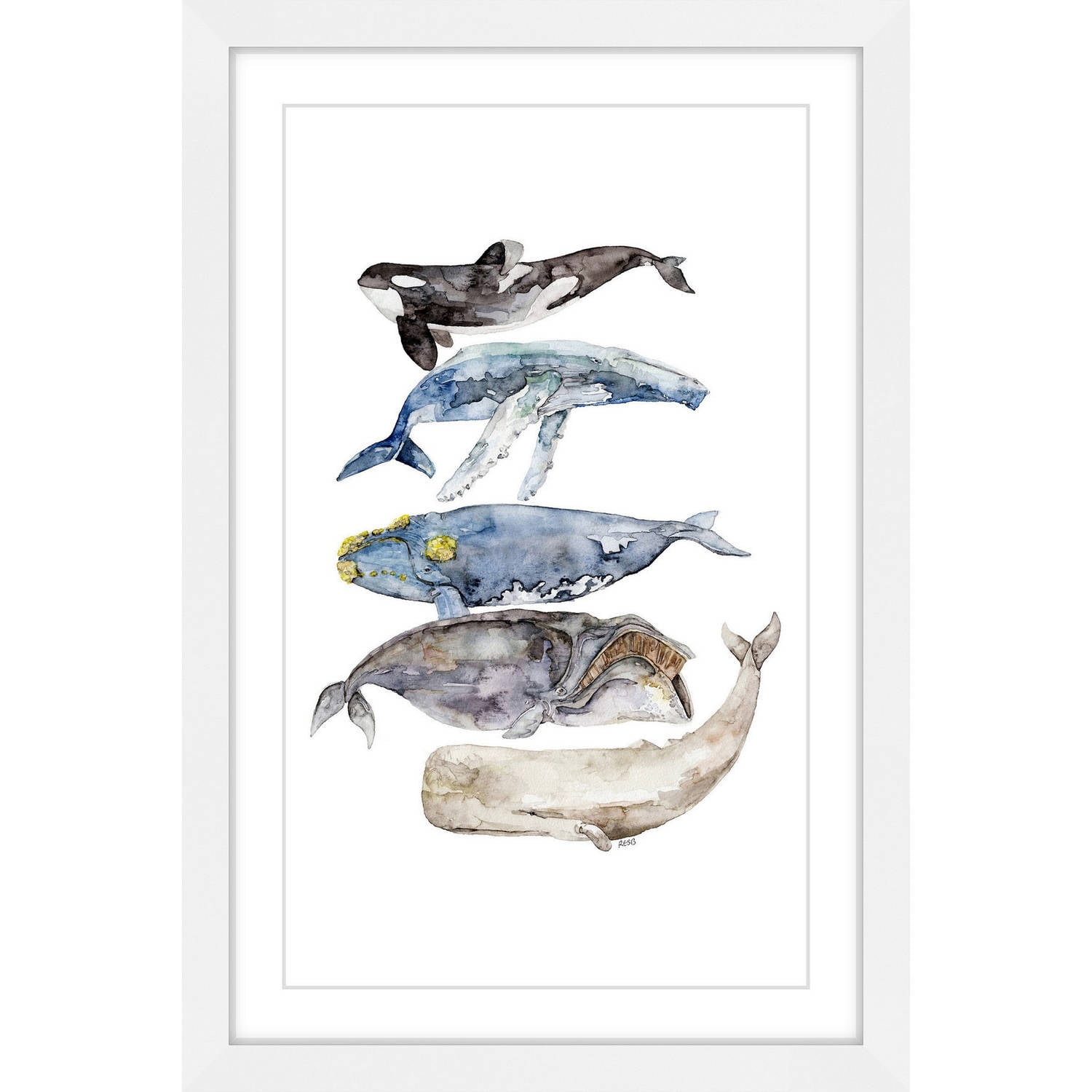 Marmont Hill "Whale Species" by Rachel Byler Framed Painting Print