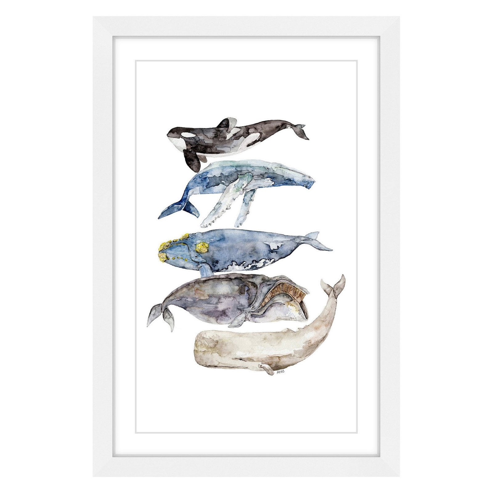 Marmont Hill "Whale Species" by Rachel Byler Framed Painting Print