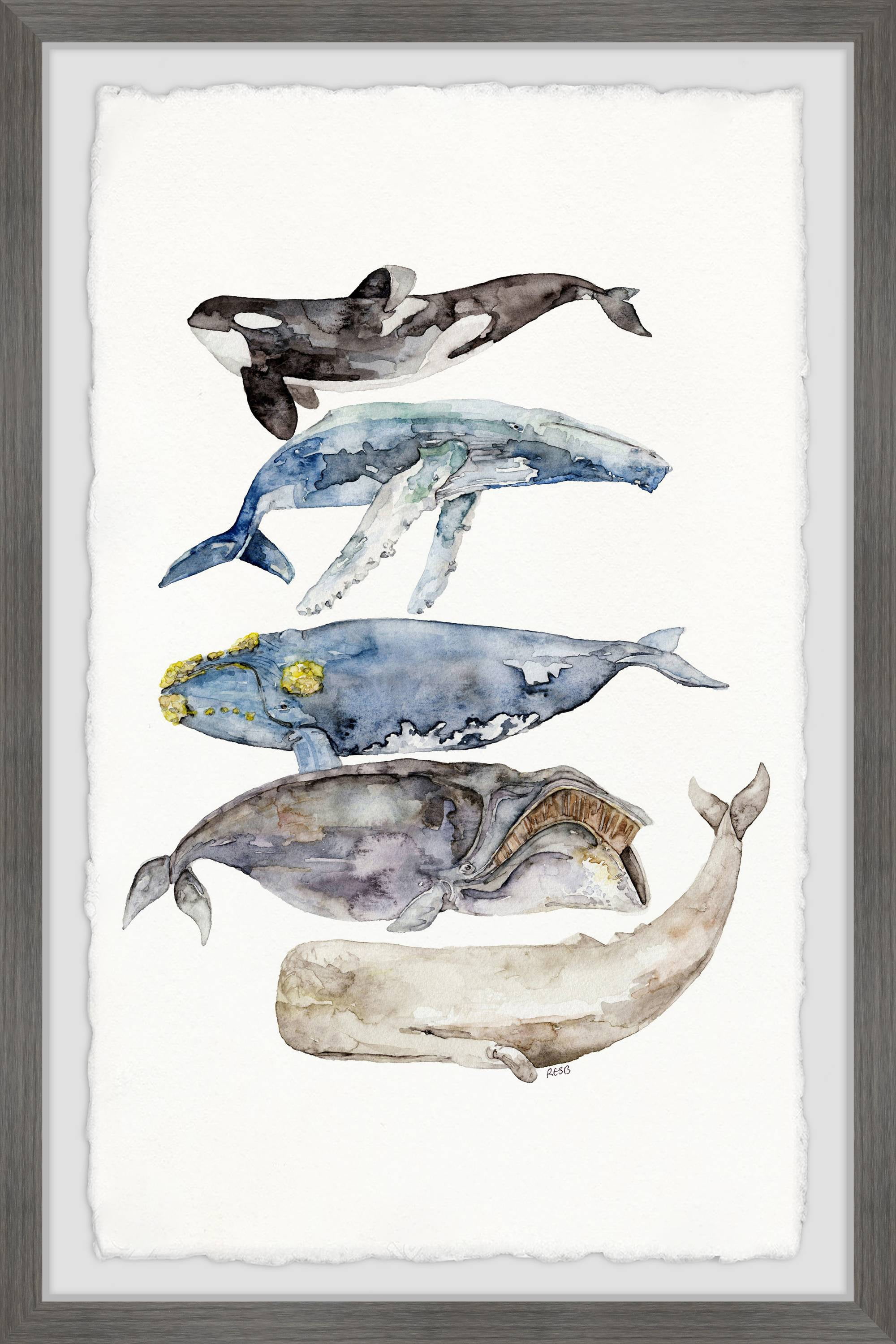 Marmont Hill Whale Species by Rachel Byler Framed Wall Art