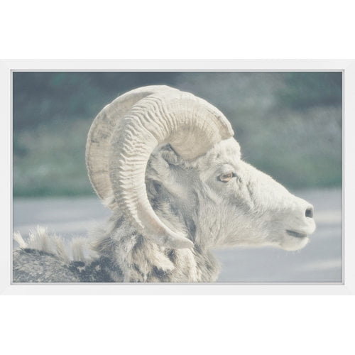 Marmont Hill "White Curled Horns" Framed Painting Print