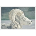 thumbnail image 1 of Marmont Hill "White Curled Horns" Framed Painting Print, 1 of 1