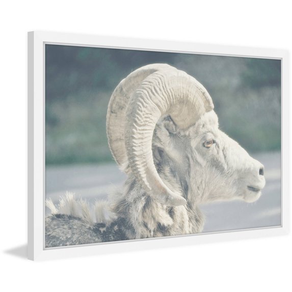 Marmont Hill "White Curled Horns" Framed Painting Print