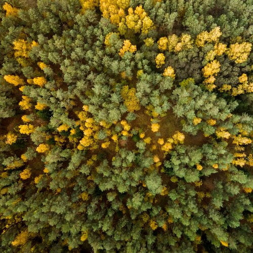 Marmont Hill "Yellow and Green Trees" by Karolis Janulis Painting Print on Wrapped Canvas