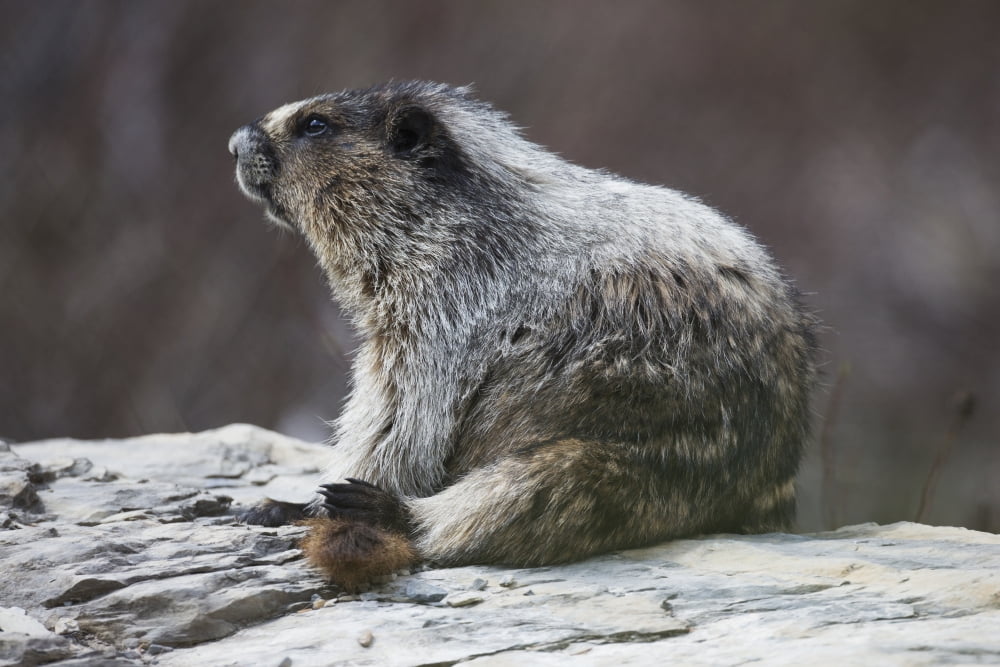 Marmot (Marmota) Yoho National Park British Columbia Canada Canvas Art - Robert Postma Design Pics (19 x 12)