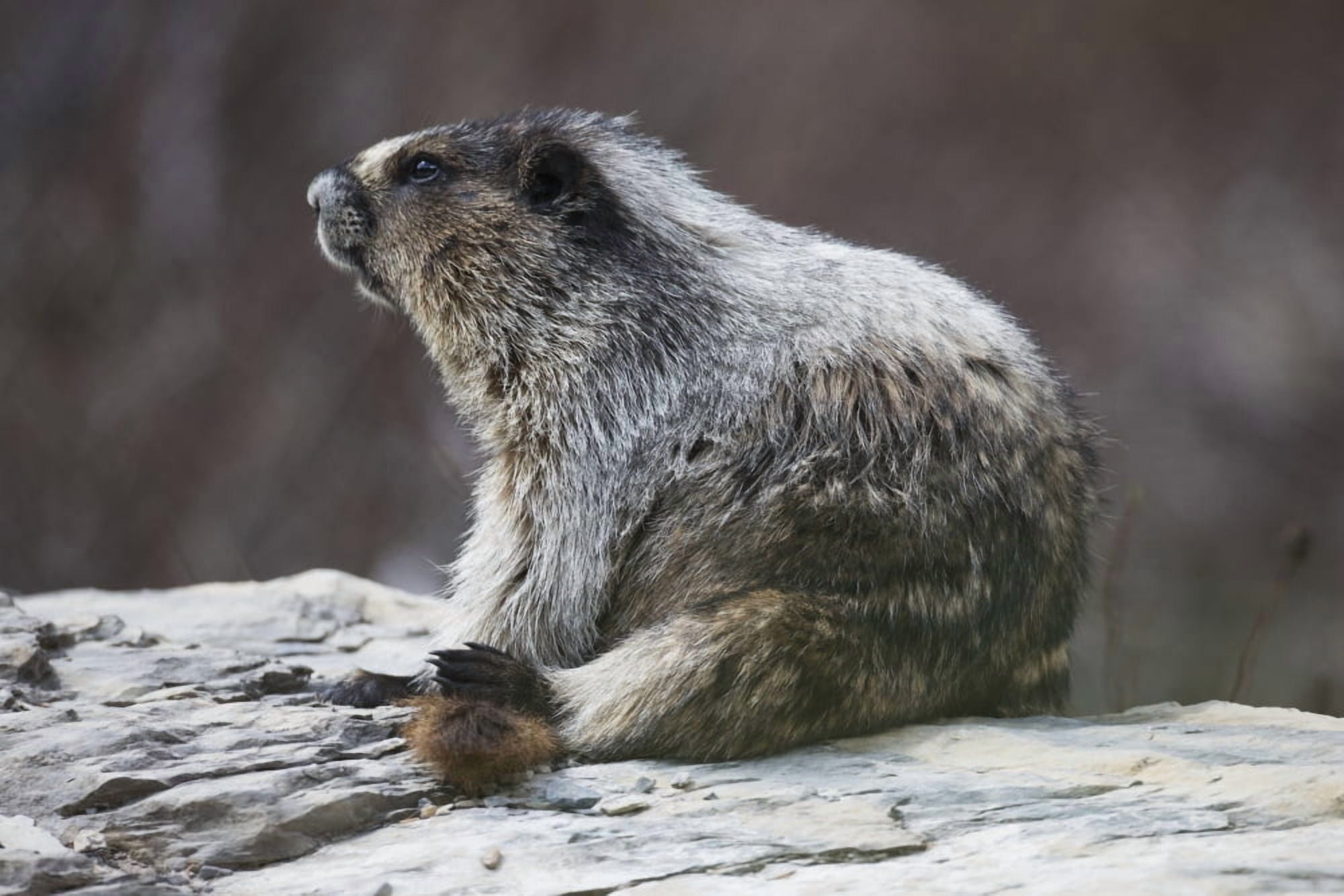 Marmot (Marmota) Yoho National Park British Columbia Canada Canvas Art - Robert Postma Design Pics (38 x 24)