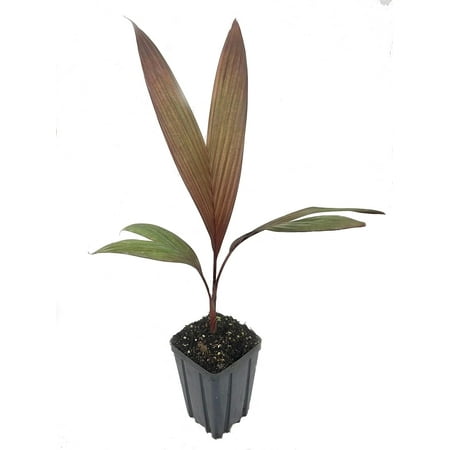 Maroon Crownshaft Palm Tree - Live Plant in a 4 Inch Growers Pot - Areca Vestiaria - Extremely Rare Ornamental Palms from Florida