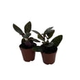 thumbnail image 1 of Maroon Moon Waffle Plant - Hemigraphis - 2 Pack 2" Pots - Easy House Plant, 1 of 1