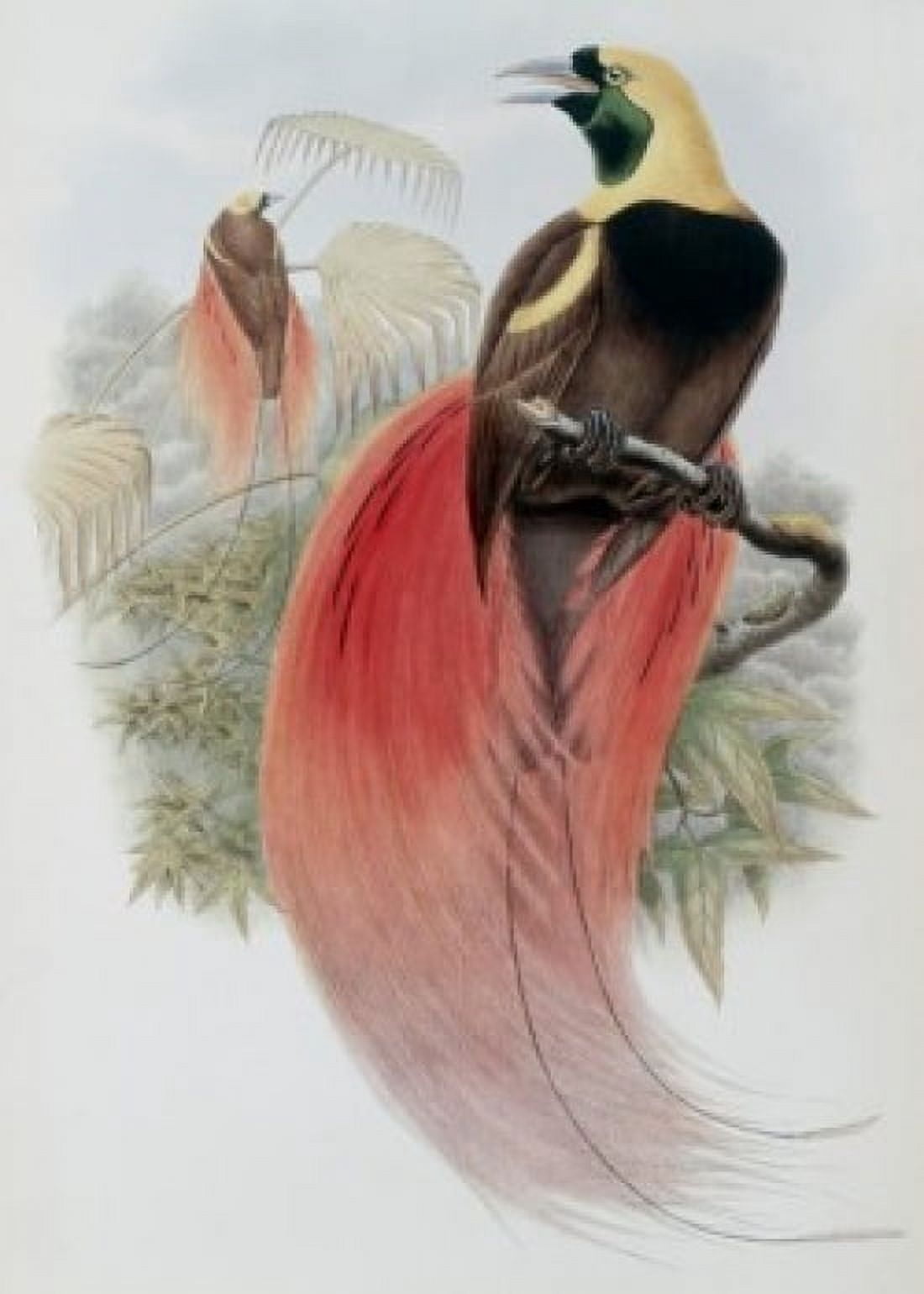 Marquis De Raggis Bird Of Paradise John Gould (1804-1881 British) Canvas Art - John Gould (24 x 36)