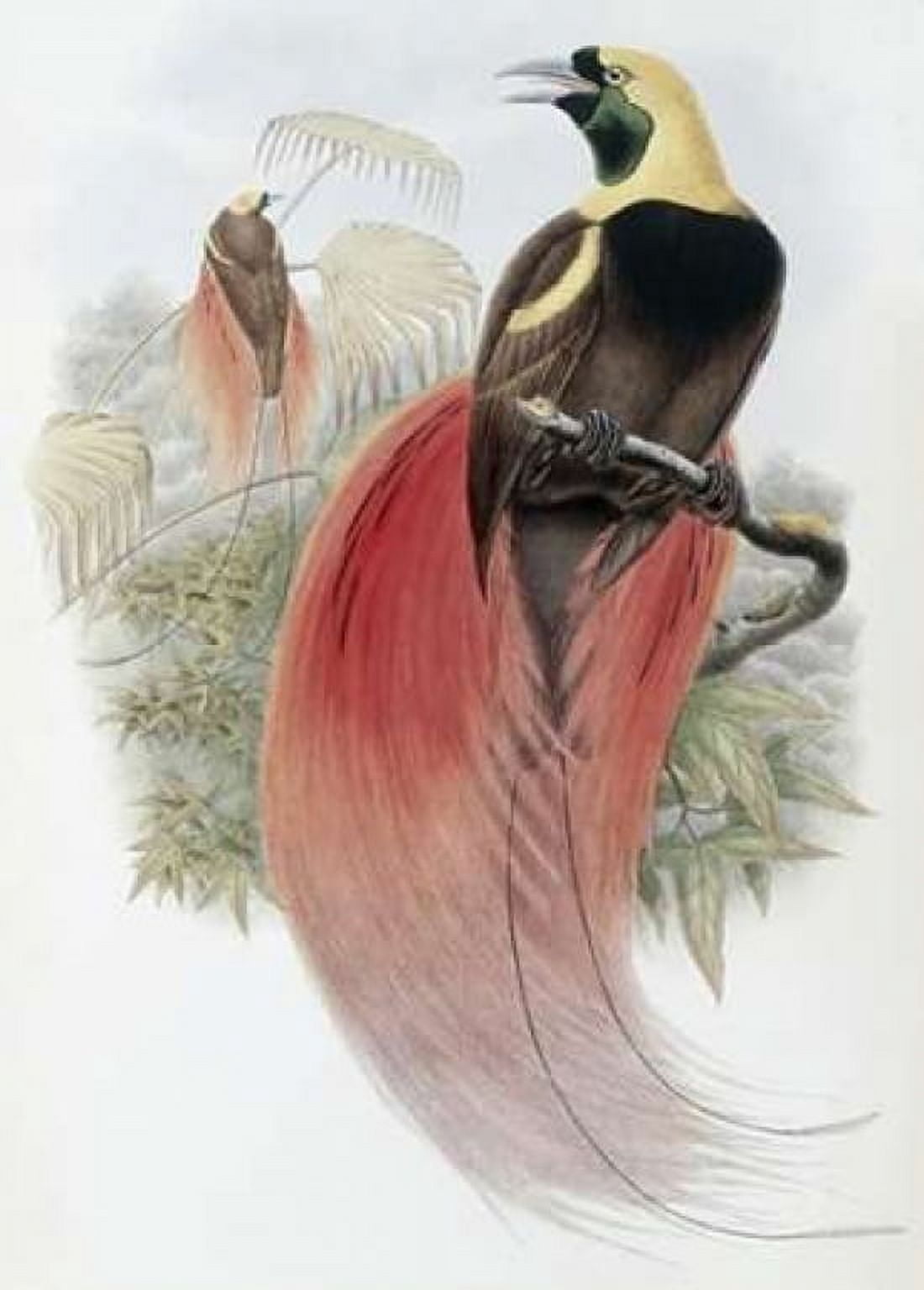 Marquis De Raggis Bird of Paradise Canvas Art - John Glover (20 x 28)