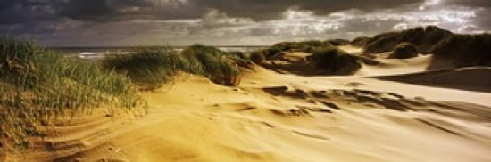 Marram grass on the beach Sands of Forvie Newburgh Aberdeenshire Scotland Canvas Art - Panoramic Images (36 x 12)