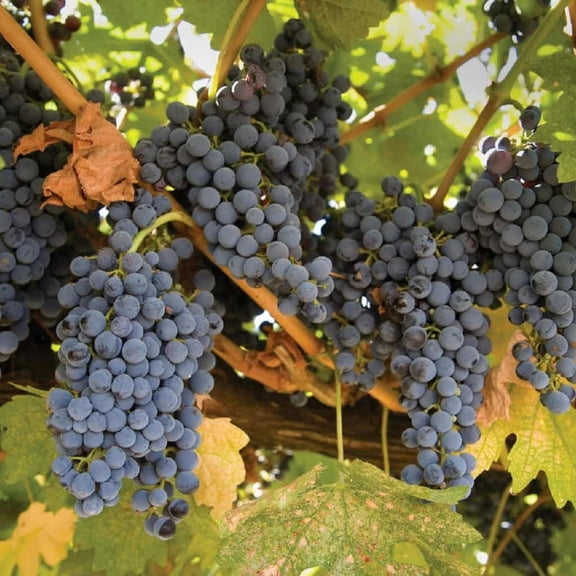 Mars Black Seedless Grape Live Vine- 1 Gallon