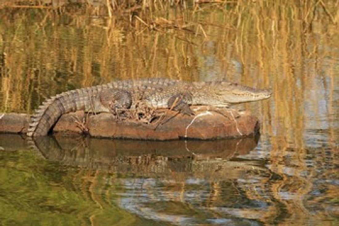 Marsh Crocodile Ranthambhor National Park India Canvas Art - Jagdeep Rajput DanitaDelimont (26 x 18)