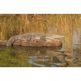 thumbnail image 1 of Marsh Crocodile, Ranthambhor National Park, India Poster Print by Jagdeep Rajput (36 x 24), 1 of 1