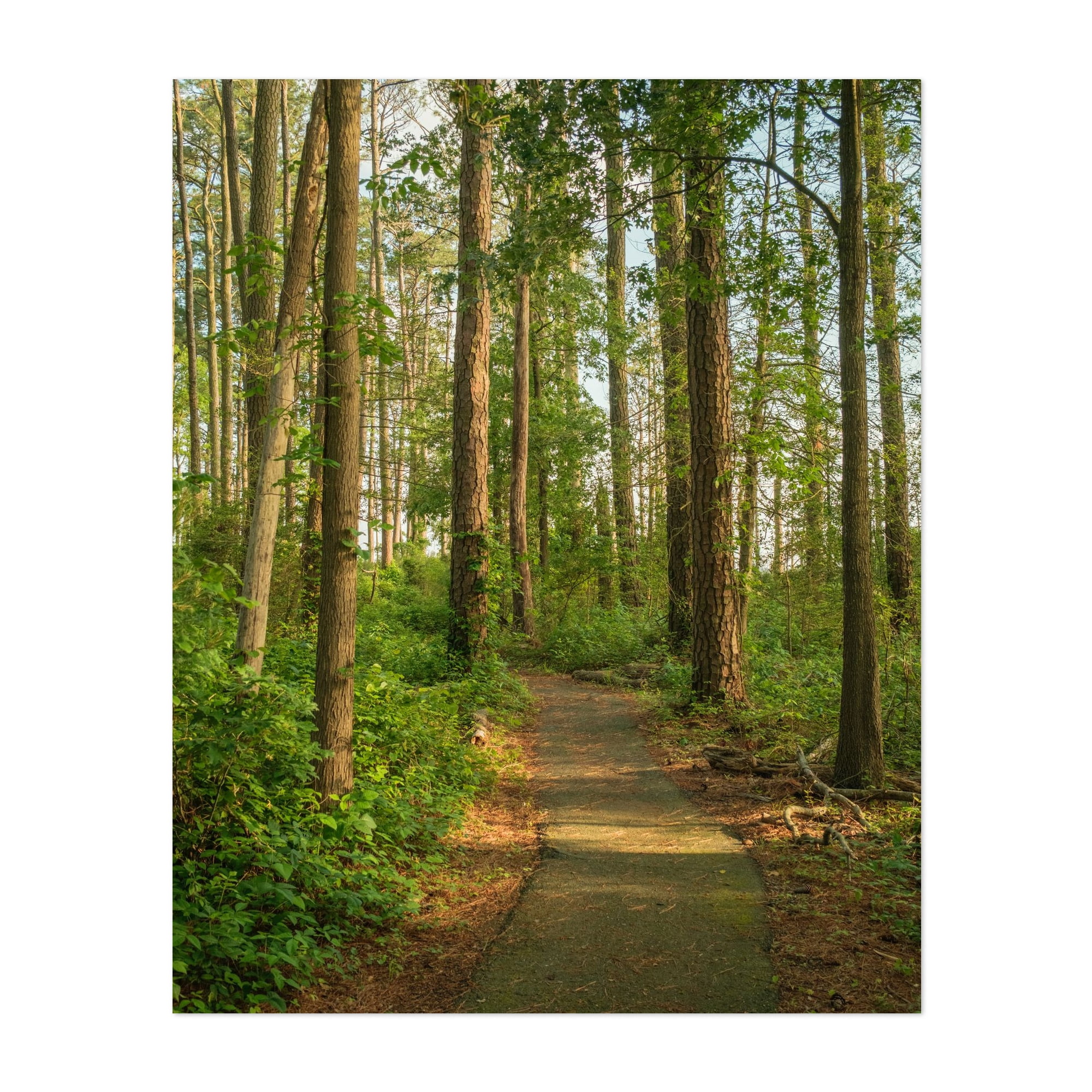 Marsh Edge Trail, Blackwater National Wildlife Refuge 01 - Maryland ...