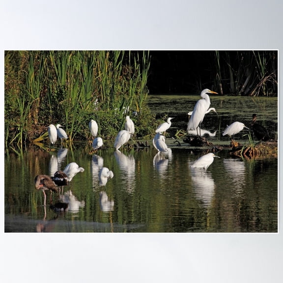 Marsh Egrets And Friends Poster Wall Art, Modern Wall Decor For Living Room Bedroom, 16x24 UNFRAMED