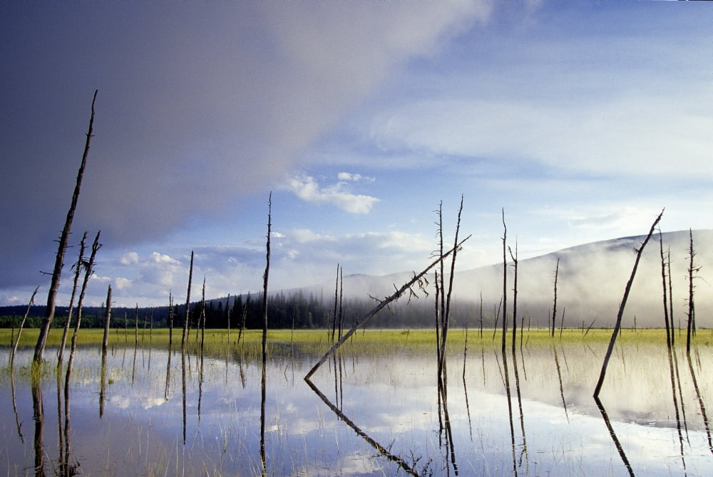 Marsh In Bowron Lake Park British Columbia Canvas Art - Chris Harris Design Pics (17 x 11)