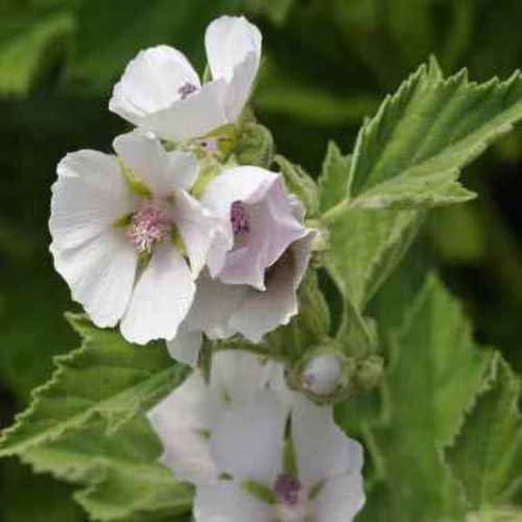 Marsh Mallow Seed - Althaea Officinalis Herb Seeds - 2000 Seeds
