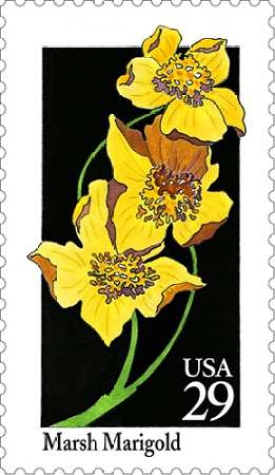 Marsh Marigold Canvas Art - US POSTAL SERVICE (24 x 36)