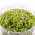 thumbnail image 1 of Marsh Scatter, 1 of 1