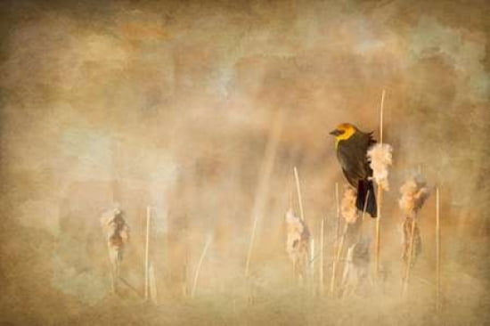 Marsh Singer Canvas Art - Roberta Murray (12 x 18)