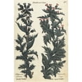 thumbnail image 1 of Marsh Thistle And Thistle Upon Thistle Poster Print By ® Florilegius Mary Evans (18 X 24), 1 of 3