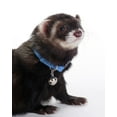 thumbnail image 1 of Marshall Ferret Bell Collar, Royal Blue Multi-Colored, 1 of 3