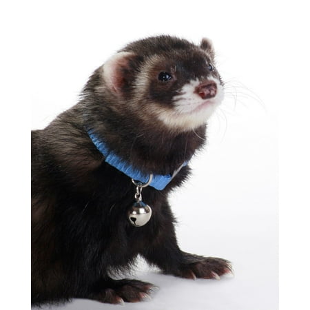 Marshall Pet Products Ferret Bell Collar Blue, 3/8 in