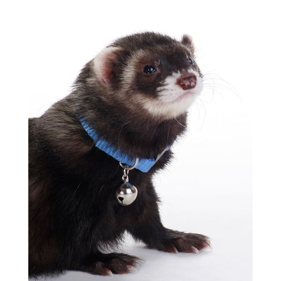 Marshall Pet Products Ferret Bell Collar Blue, 3/8 in
