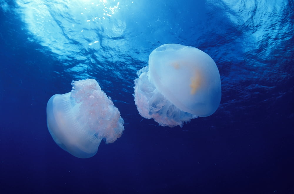 Marshall Islands Kwajalein Atoll Pair Of Jellyfish (Crambione Mastigophora) Canvas Art - Dave Fleetham Design Pics (34 x 22)