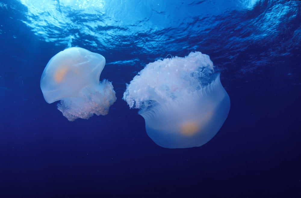 Marshall Islands Kwajalein Atoll Pair Of Jellyfish (Olindas Sp) Canvas Art - Dave Fleetham Design Pics (17 x 11)