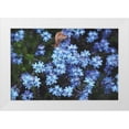 thumbnail image 1 of Marshall, Laura 14x11 White Modern Wood Framed Museum Art Print Titled - Forget Me Nots III, 1 of 4