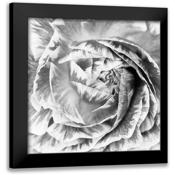 Marshall, Laura 15x15 Black Modern Framed Museum Art Print Titled - Ranunculus Abstract IV BW Light