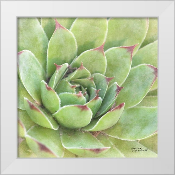 Marshall, Laura 15x15 White Modern Wood Framed Museum Art Print Titled - Garden Succulents IV Color
