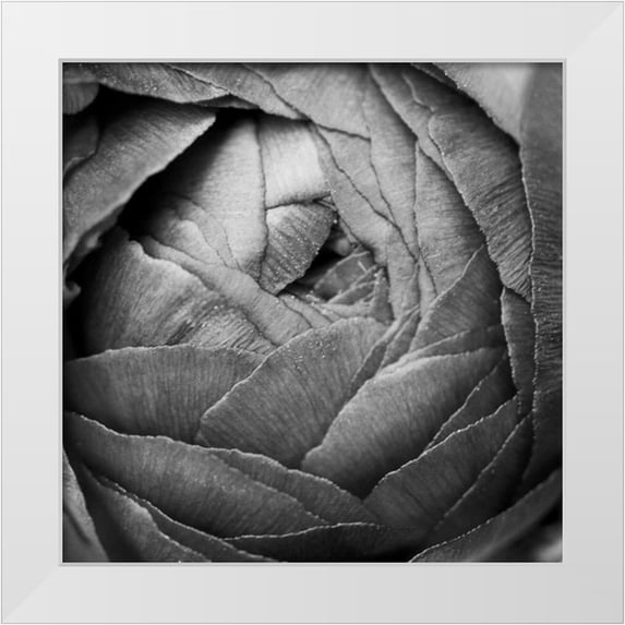 Marshall, Laura 15x15 White Modern Wood Framed Museum Art Print Titled - Ranunculus Abstract III BW