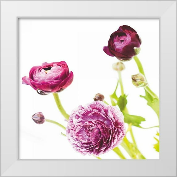 Marshall, Laura 15x15 White Modern Wood Framed Museum Art Print Titled - Spring Ranunculus II