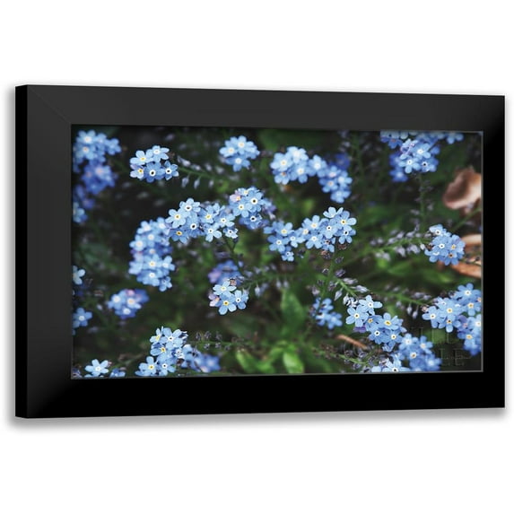 Marshall, Laura 18x13 Black Modern Framed Museum Art Print Titled - Forget Me Nots IV