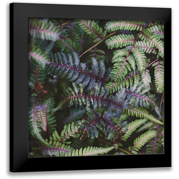 Marshall, Laura 20x20 Black Modern Framed Museum Art Print Titled - Funky Ferns V
