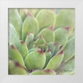 thumbnail image 1 of Marshall, Laura 20x20 White Modern Wood Framed Museum Art Print Titled - Garden Succulents I Color, 1 of 4